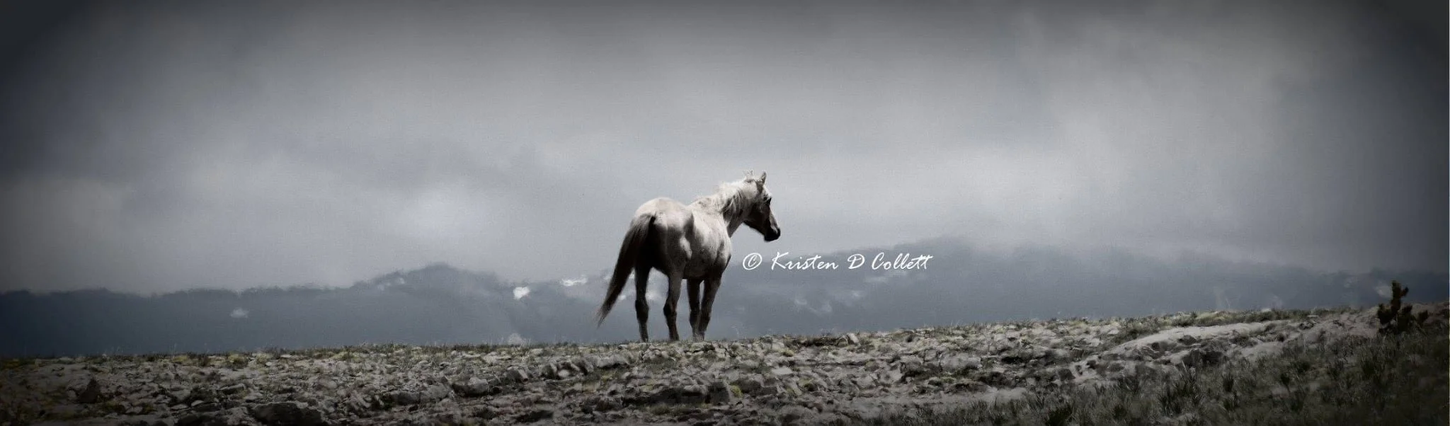 Cloud, the famous white wild stallion of the Pryor Mountains, standing on a ridge overlooking the range.