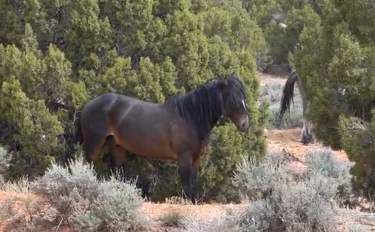 Dark bay wild stallion Tom Horn standing among green juniper trees and sagebrush on the Wyoming side of the Pryor Mountain Wild Horse Range.