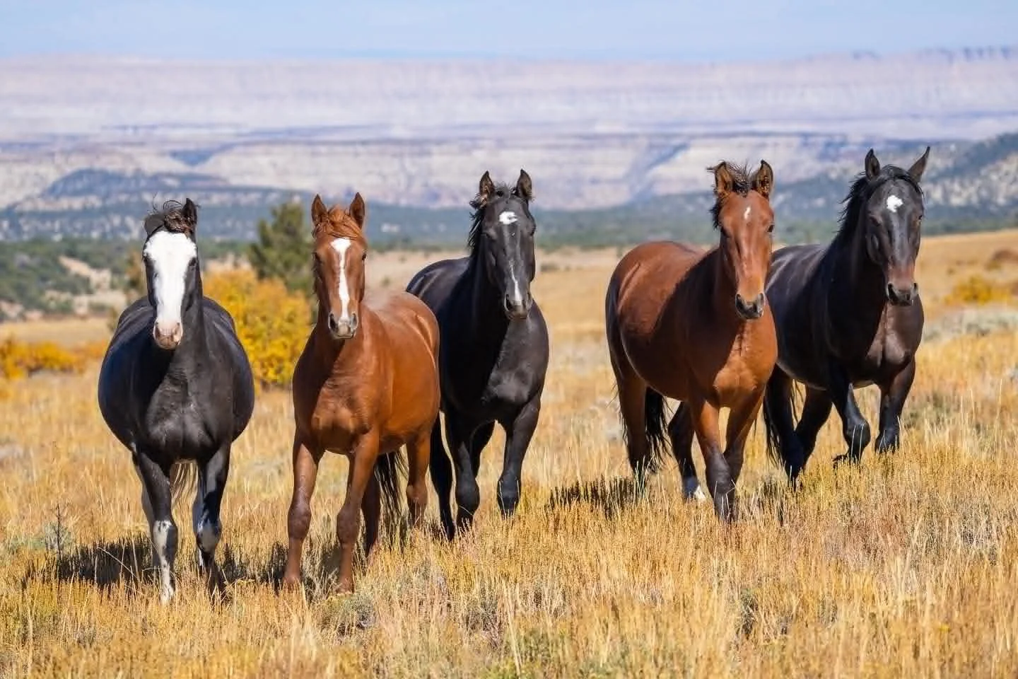 Tandin Chapman photo: Five wild horses in Utah's Range Creek Herd Management Area