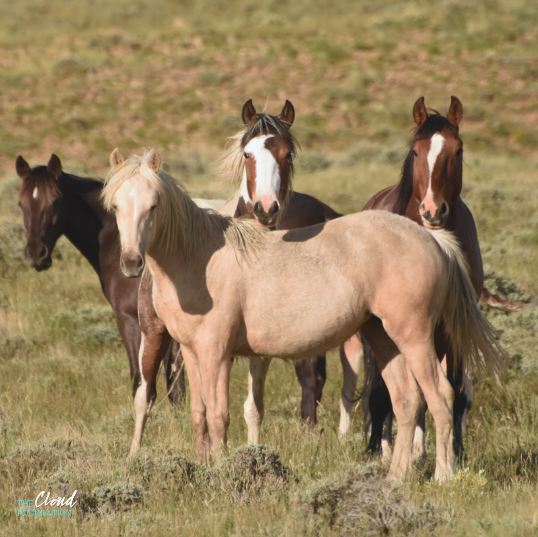 Red Desert Complex Wild Horses