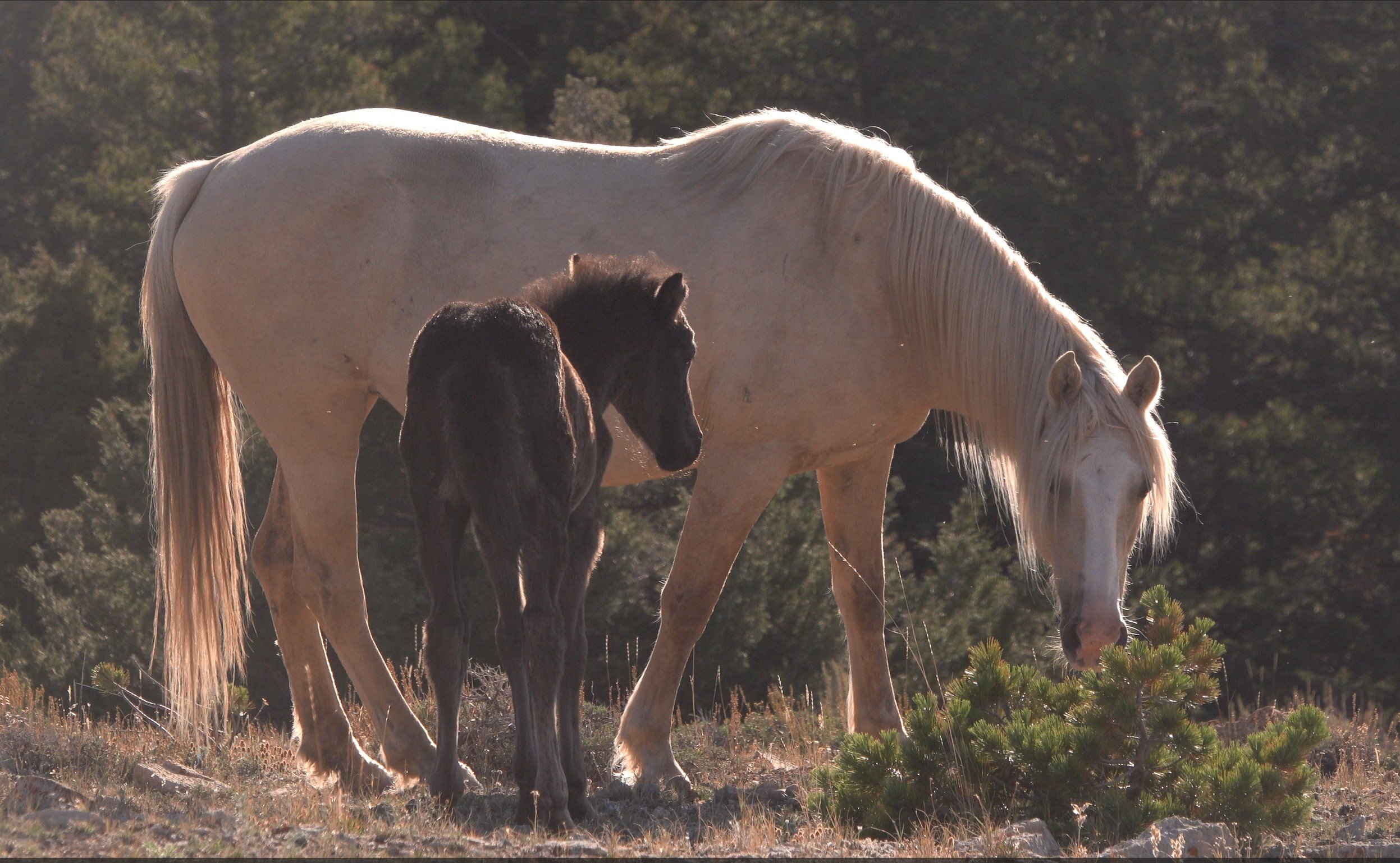 Pryor Mountain Horse Range 202324 EA Released! — The Cloud Foundation