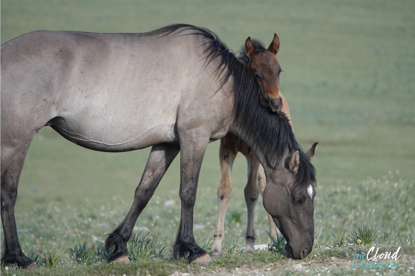 Pryor Mountain grulla mare Uma grazes while her 2026 foal, Astaire, peeks out from behind her.