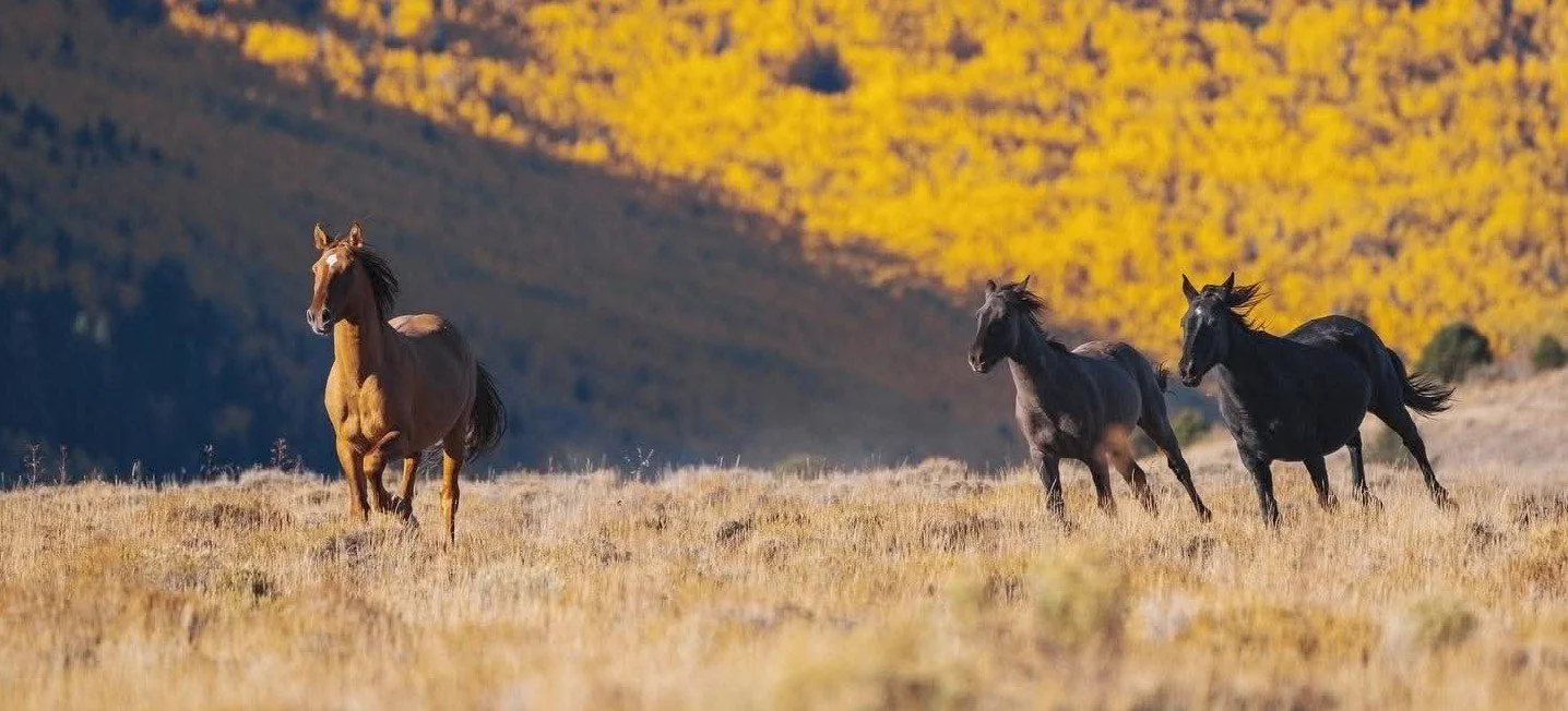 Tandin Chapman photo: Wild horses running across the Range Creek HMA in Utah