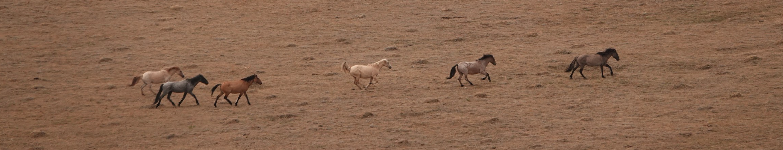 Members of the Jasper/Jupiter and Irial/Indigo Kid bands run together across the Pryor Mountain Wild Horse Range.