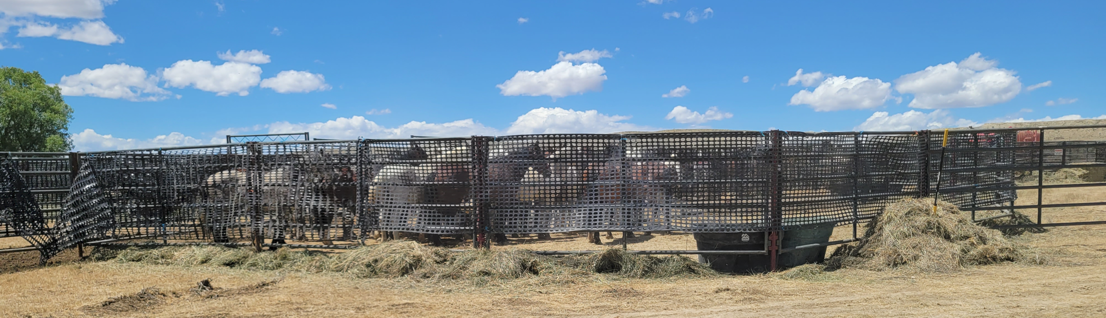 BLM 2026 Wild Horse Roundup Schedule: 14,830 Horses Targeted for ...