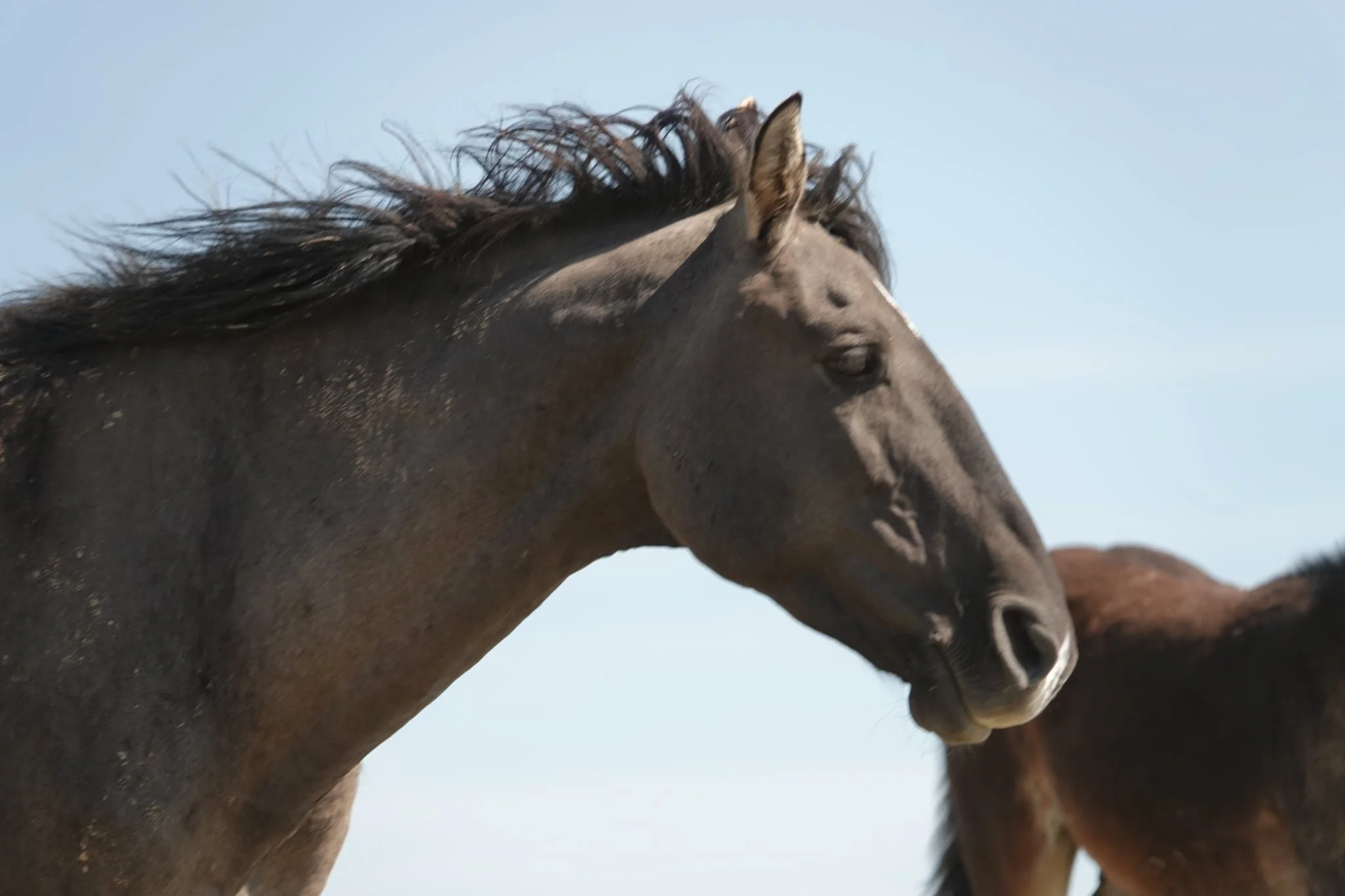 Garcia, a 20-year-old Pryor Mountain wild horse stallion adopted by The Cloud Foundation after being removed from the range.
