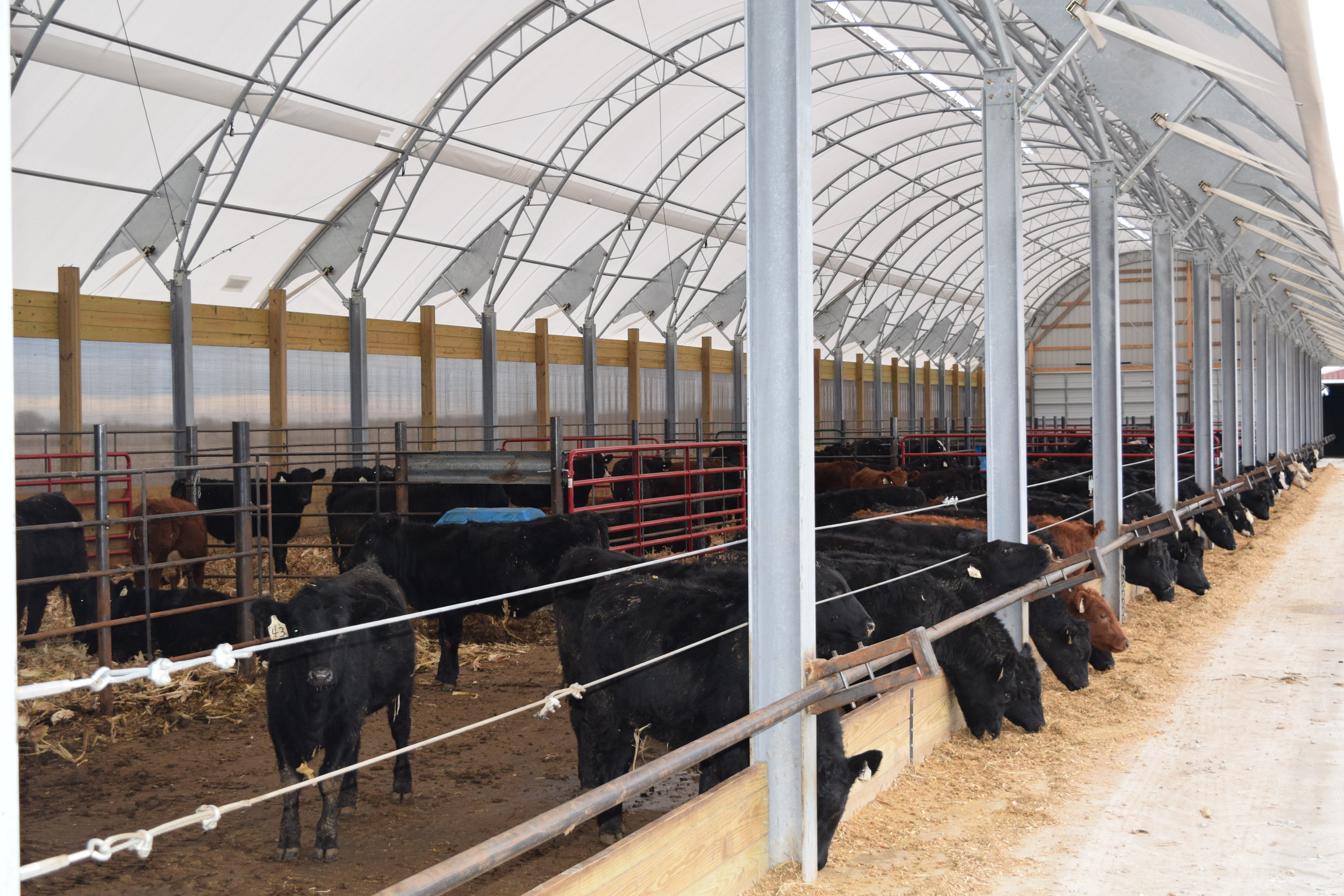 Cattle — SpanTech Fabric Building Systems