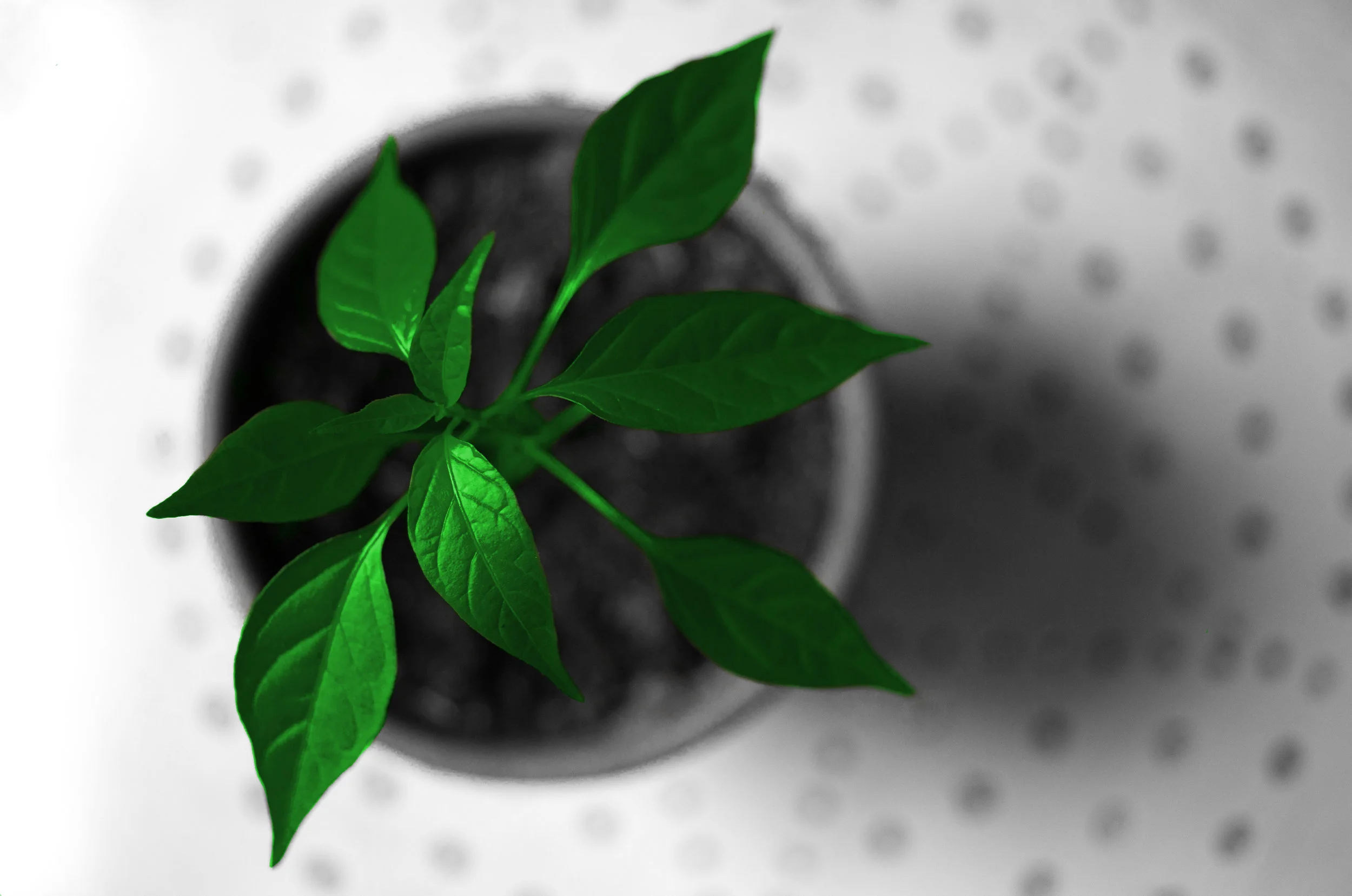 Banner Suzanne young-plant-green-pot-615304.jpg