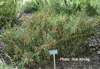Correa-pulchella-WEB.jpg
