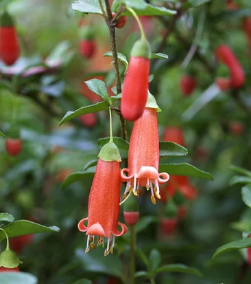 Plants-Aus-FL-Correa-pulchella-20040105-Kind-sm.jpg