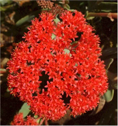 Plants-Aus-FL-Correa-pulchella-20040105-Kind-sm.jpg