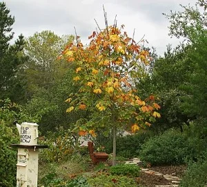 Acer-macrophyllum-2.jpg
