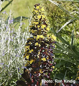 Aeonium-arboreum 'Atropurpureum'2.jpg