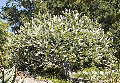 Aesculus-californica.jpg