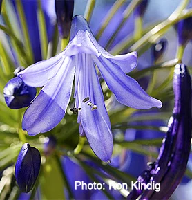 Agapanthus-africanus2.jpg
