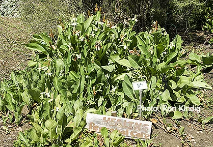 Anemopsis-californica.jpg