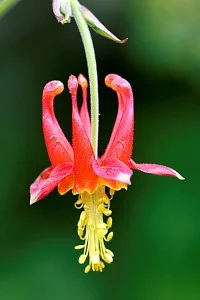 Aquilegia- formosa.jpg