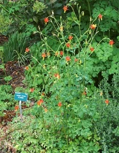 Aquilegia- formosa2.jpg