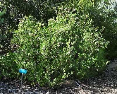 Arctostaphylos-densiflora -'Howard McMinn'2.jpg