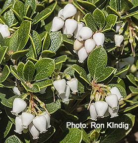 Arctostaphylos-edmundsii2.jpg
