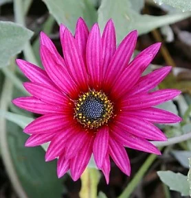 Arctotis-acaulis- 'Magenta'2.jpg