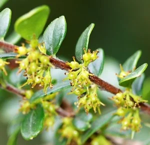 Azara-microphylla2.jpg