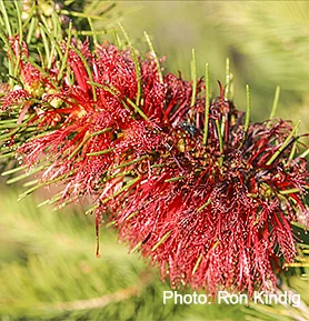 Calothamnus-quadrifidus2.jpg