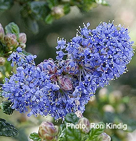 Ceanothus-impressus- var. nipomensis2.jpg
