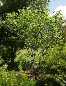 Cercis-occidentalis.jpg