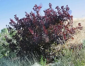 Continus-coggygria'Purpureus' (2).jpg