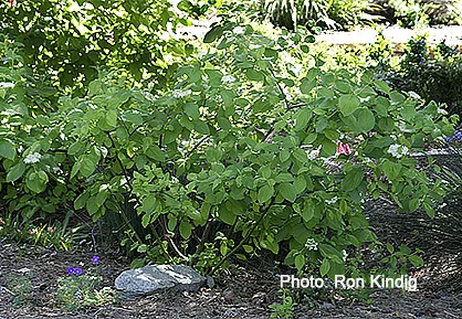 Cornus-sericea(Cornus-stolonifera).jpg