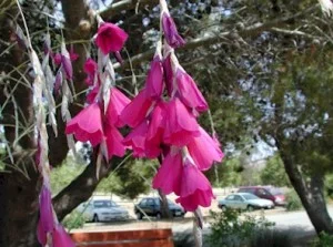 Dierama-pulcherrimum2.jpg