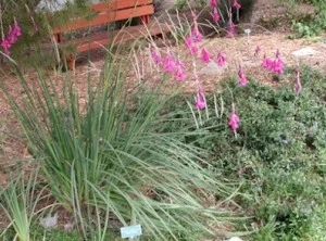 Dierama-pulcherrimum.jpg