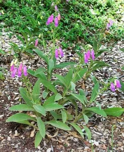 Digitalis-thapsi.jpg