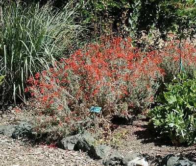 Epilobium-canum.jpg