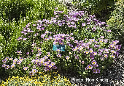 Erigeron-glaucus-‘Wayne-Roderick’.jpg