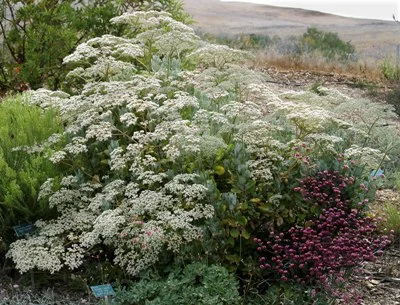 Eriogonum-crocatum.jpg