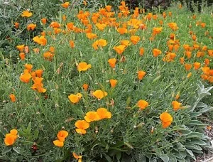 Erica-formosa.jpg