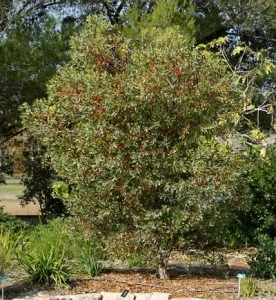 Erica-formosa.jpg