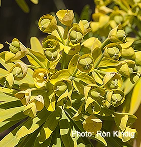 Euphorbia-bourgeana(syn. Euphorbia lambii).jpg