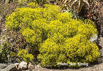 Euphorbia-seguieriana.jpg