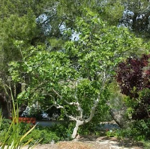 Euphorbia-seguieriana.jpg