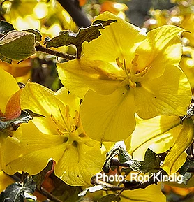 Fremontodendron-Pacific-Sunset2.jpg