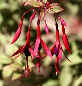 Fushcia-magellanica'Versicolor'.jpg