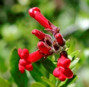 Gambelia Speciosa — SLO Botanical Garden