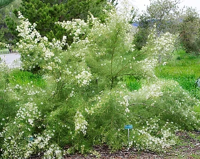 Grevillea-paniculata.jpg