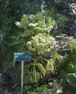 Helleborus-lividus -subsp. corsicus (syn. Helleborus argutifolius).jpg