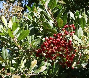 Heteromeles-arbutifolia.jpg