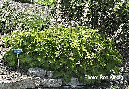 Heuchera-maxima.jpg