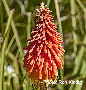 Kniphofia-uvaria2.jpg